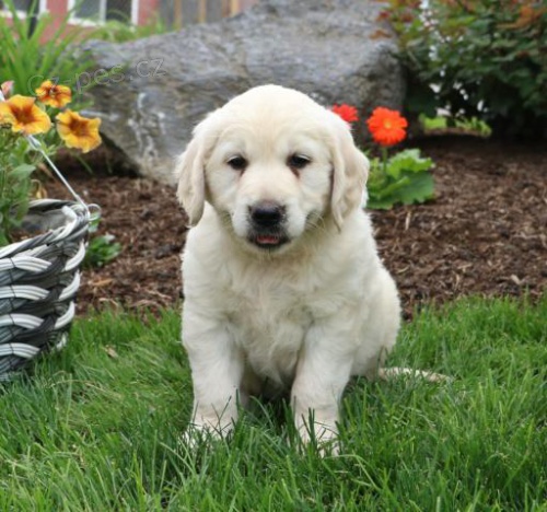 samci a samice �t��at zlat�ho retr�vra