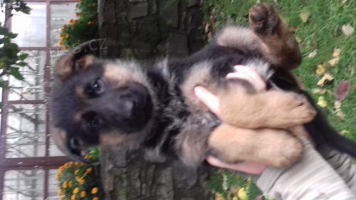 �t��ata n�meck�ho ov��ka