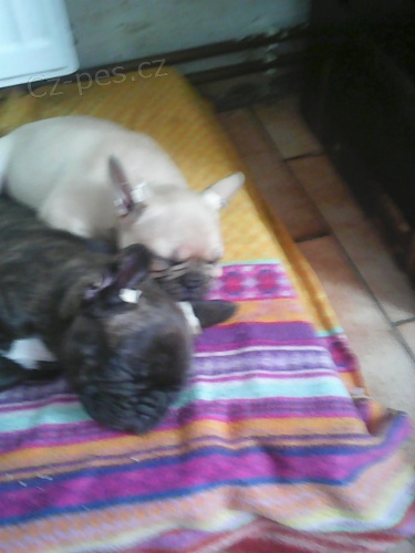 �t�n� fr. buldo�ka