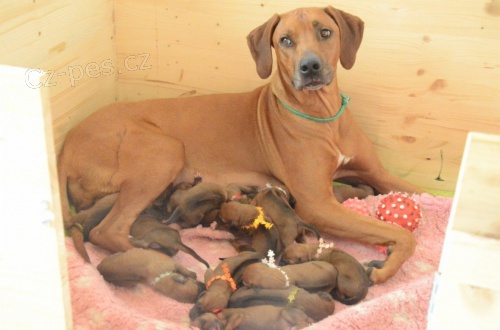 Rhod�sk� ridgeback �t��ata s PP odb�r