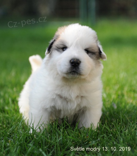 Pyrenejsk� horsk� pes - �t��ata s PP