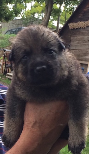 N�meck� ov��k - �t��ata s PP