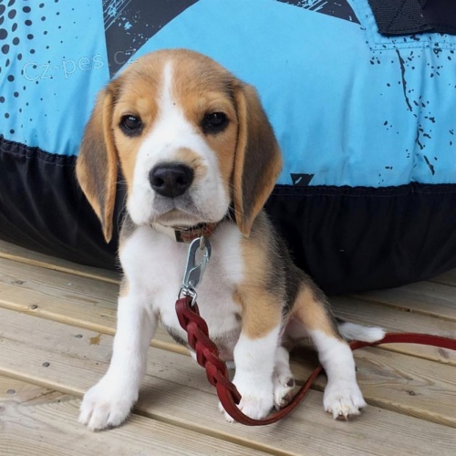 kr�sn� samce a samice �t��at beagle k adopci