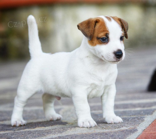 kr�sn� samec a samice jack russell �t��ata k adopci