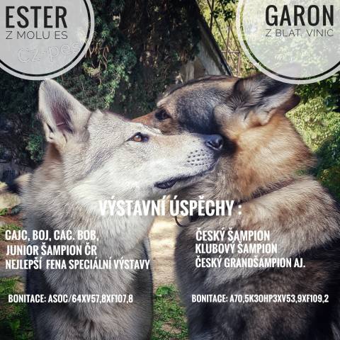 �eskoslovensk� vl��k