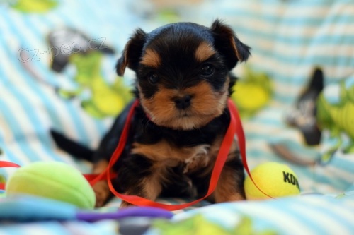 Jork��rsk� teri�r