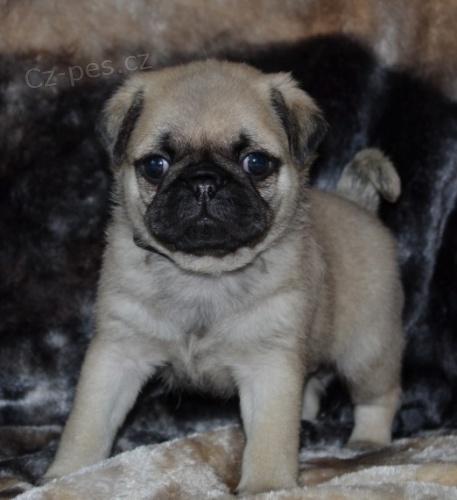 Ohromuj�c� mops �t��ata k dispozici