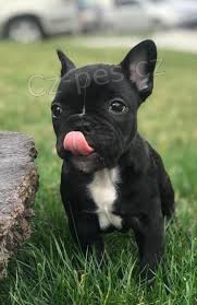 kr�sn� samec a samice francouzsk� buldok �t��ata k adopci