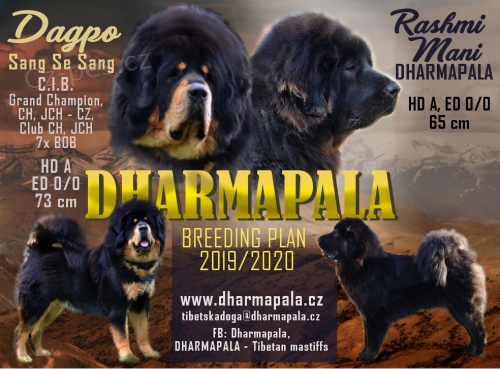 Tibetsk� doga �t��ata s PP 2019/20        