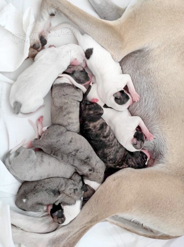 Whippet ( vipet ) �t�n�tka s PP