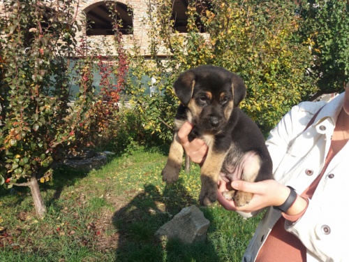 K��enec n�m. ov��k  a oha�-labradorka