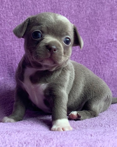 kr�sn� samec a samice francouzsk� buldok �t��ata k adopci