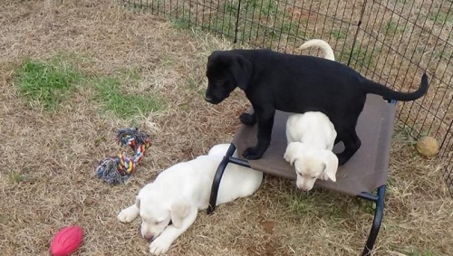 labradora s PP - smetanov�ho a �ern� �t���tka