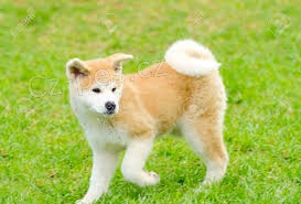 Prijmite teraz.Kr�sne a hrav� �teniatka Akita s� k dispoz�cii na adopciu