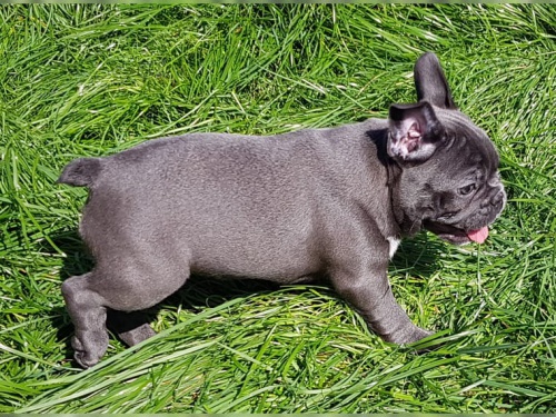 Prijmite teraz. N�dhern� a hrav� �teniatka franc�zskych buldo�iek psov a matiek s� k dispoz�cii na adopciuPrijmite teraz. N�dhern� a hrav� �teniatka franc�zskych buldo�iek psov a matiek s� k dispoz�cii na adopciu