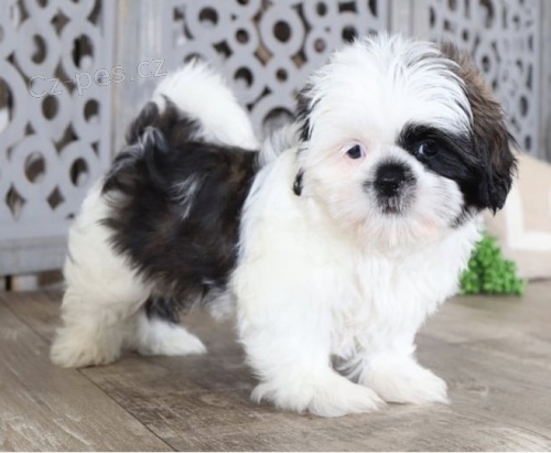 Prijmite teraz. N�dhern� a hrav� �teniatka samcov a sam�c shih tzu s� k dispoz�cii na adopciu