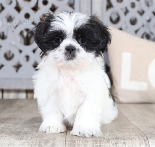 Prijmite teraz. N�dhern� a hrav� �teniatka samcov a sam�c shih tzu s� k dispoz�cii na adopciu