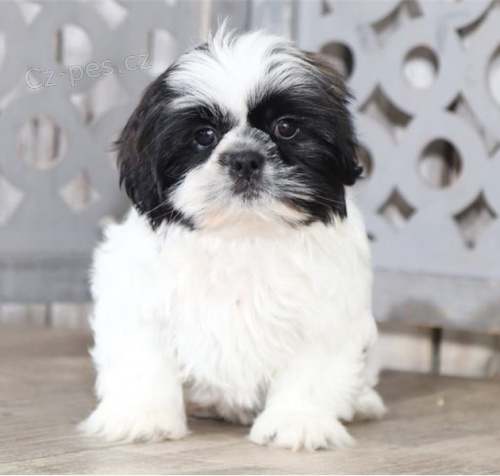 Prijmite teraz. N�dhern� a hrav� �teniatka samcov a sam�c shih tzu s� k dispoz�cii na adopciu