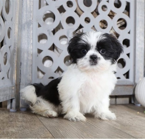 Prijmite teraz. N�dhern� a hrav� �teniatka samcov a sam�c shih tzu s� k dispoz�cii na adopciu