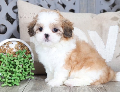 Prijmite teraz. N�dhern� a hrav� �teniatka samcov a sam�c shih tzu s� k dispoz�cii na adopciu