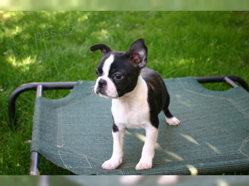 Bostonsk� teri�r s PP