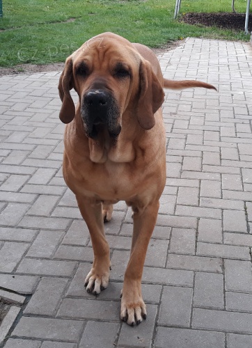 Brazilsk� Fila (Fila Brasileiro) � chovn� pes s PP ke kryt�