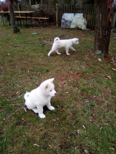 b�l� akita na v�no�n� d�rky.