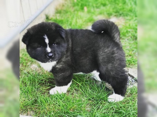 kr�sn� akita inu �t��ata