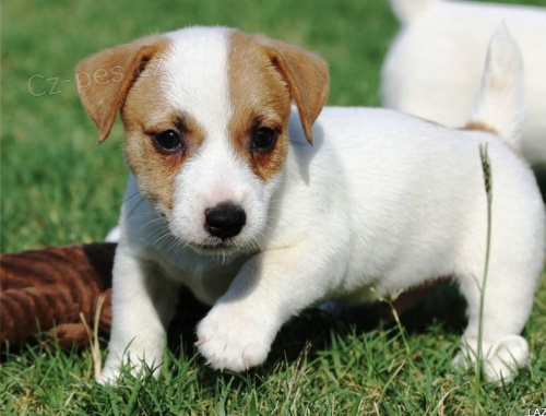 jack russell �t��ata pro adopci zdarma
