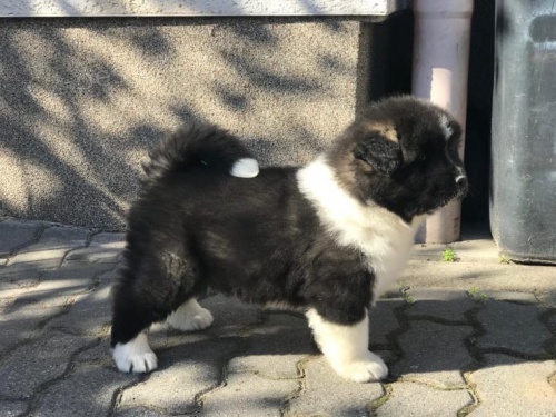 kr�sn� akita inu �t��ata