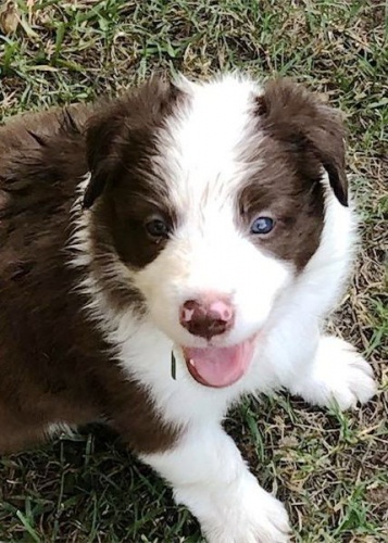 �t���tka border kolie pro adopci zdarma!