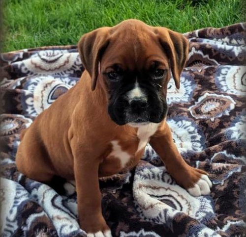 02 �t��at beagle zdarma k adopci!