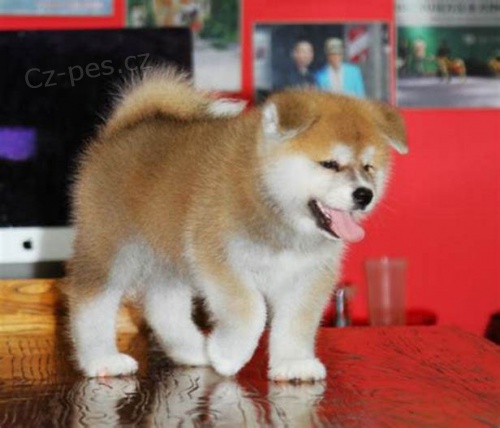 02 �t��at akita inu zdarma k adopci!