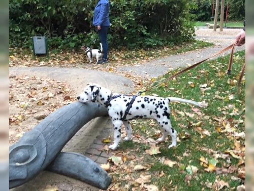 kr�sn� dalmatsk� �t��ata