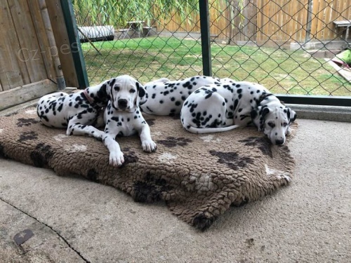 kr�sn� dalmatsk� �t��ata