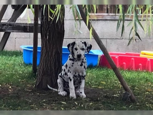 kr�sn� dalmatsk� �t��ata