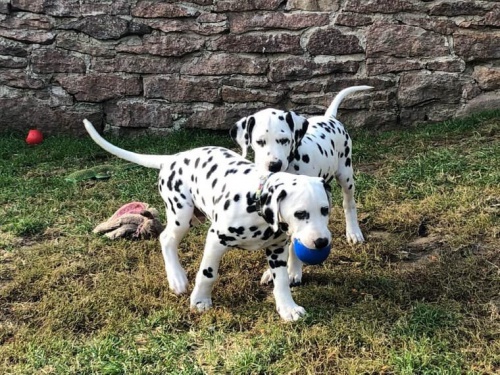 kr�sn� dalmatsk� �t��ata