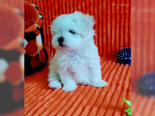 kr�sn� maltsk� �t���tka 