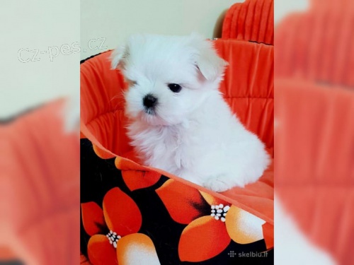 kr�sn� maltsk� �t���tka 