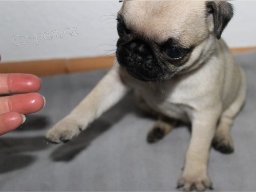 o�kovan� �t��at Mops�k zdarma k adopci !!