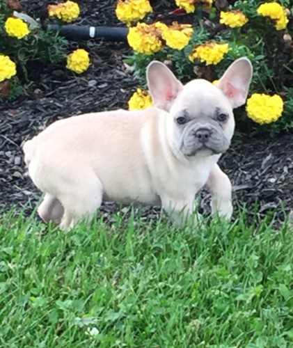 francouzsk� buldo�ek