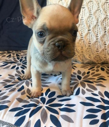 o�kovan� a miluj�c� �t��at francouzsk� buldo�ek zdarma k adopci