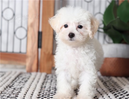 3 o�kovan� a miluj�c� �t��at 5 pudl zdarma k adopci