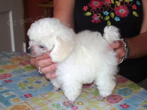 4 o�kovan� a miluj�c� �t��at pudl zdarma k adopci