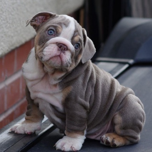 Anglick� buldok �t�n� k dispozici