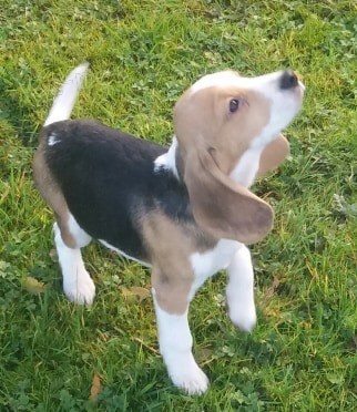 �t��ata Tricolor Beagle hledaj�c� miluj�c� nov� domovy, p�ipraven� dnes odej�t