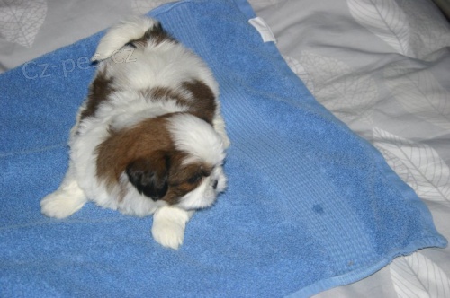 kr�sn� �t��ata shih tzu narozen� u n�s pou��vala dal�� psy ko�ek a d�t�