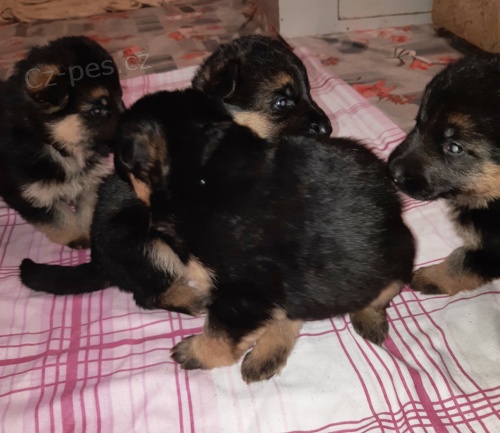 Prod�m �t��ata n�meck�ho ov��ka s PP