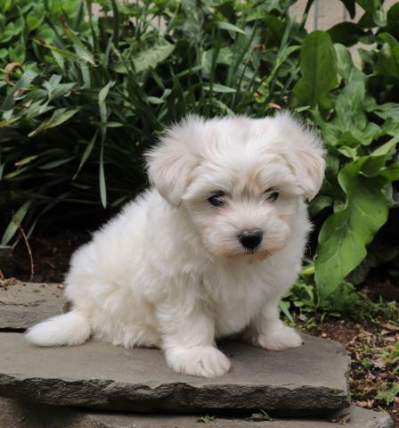 roztomil� maltsk� �t��ata dob�e vy�kolen� a o�kovan� hledaj� nov� domov