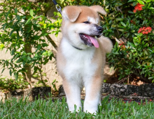 adopce adopce �t��ata akita inu samci a samice hledaj�c� nov� domov